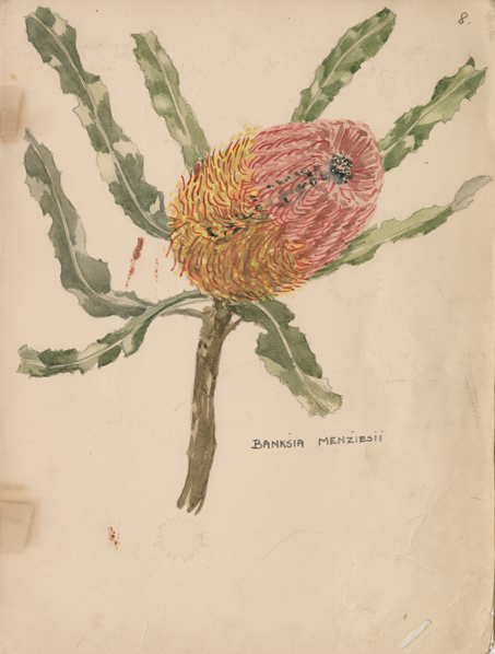 Watercolour sketch of Banksia menziesii