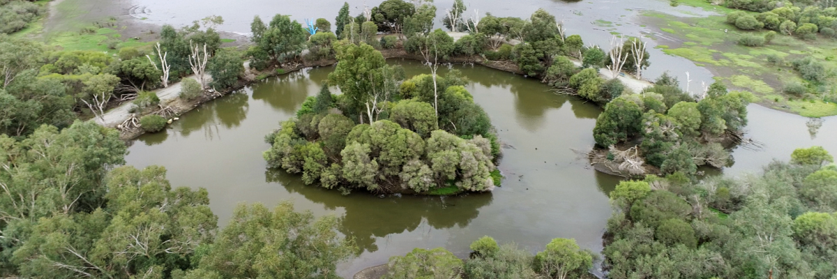 Mary Carroll Park drone wetlands