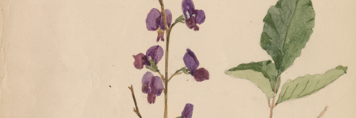 Watercolour painting of purple flowering Hovea and red flowering Kennedya