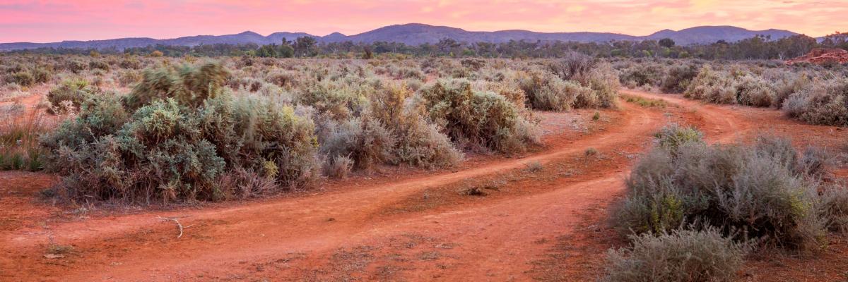 A red dirt road in the Australian outback, bordered by native Australian bushes