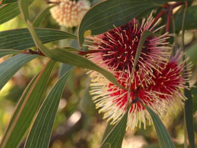 A red and yellow hakea flower surrounded by its green foliage