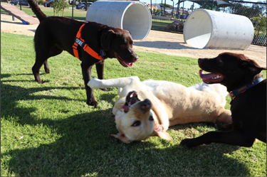 Bracadale Dog Park