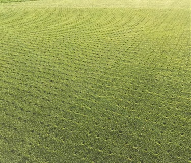 Verti  drain  field