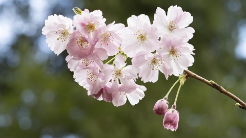 Cherry Blossom Plum