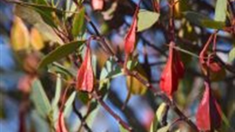 Eucalyptus forrestiana