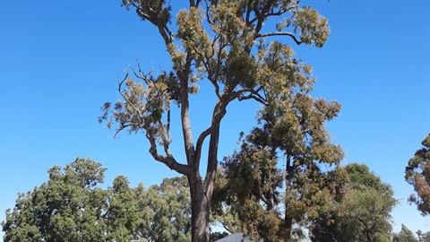Eucalyptus marginata