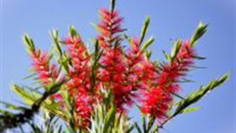 Kings Park Special