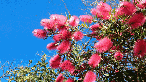Perth Pink