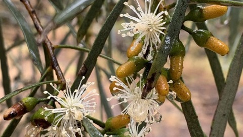 Eucalyptus spathulata