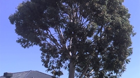 Angophora costata