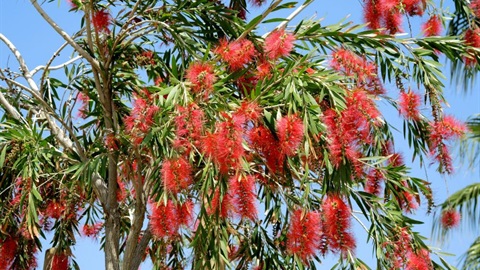 Callistemon viminalis