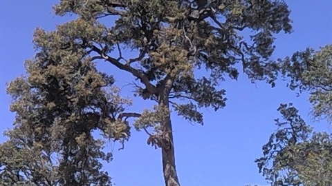 Marri Heather reserve