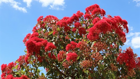 Corymbia ficifolia