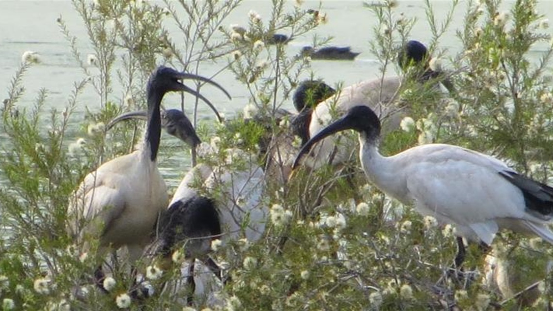 Australian white ibis.JPG