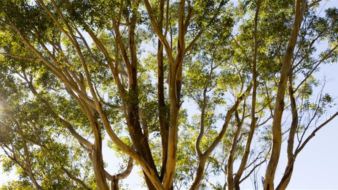 euclyptus tree.jpg