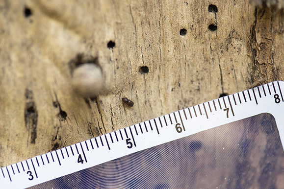 BEM_Shot_holes_Borer_Ruler resize
