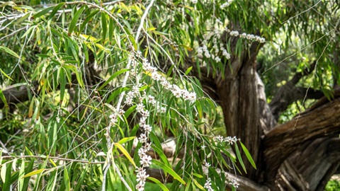 Agonis flexuosa1