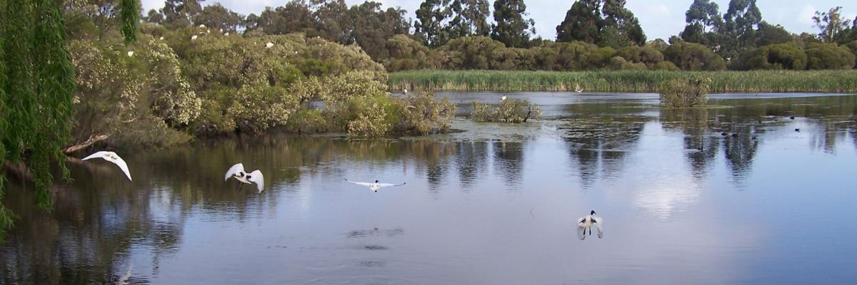 Small wetland with water and ibis