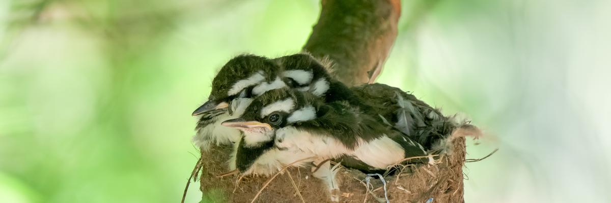 Baby Magpies