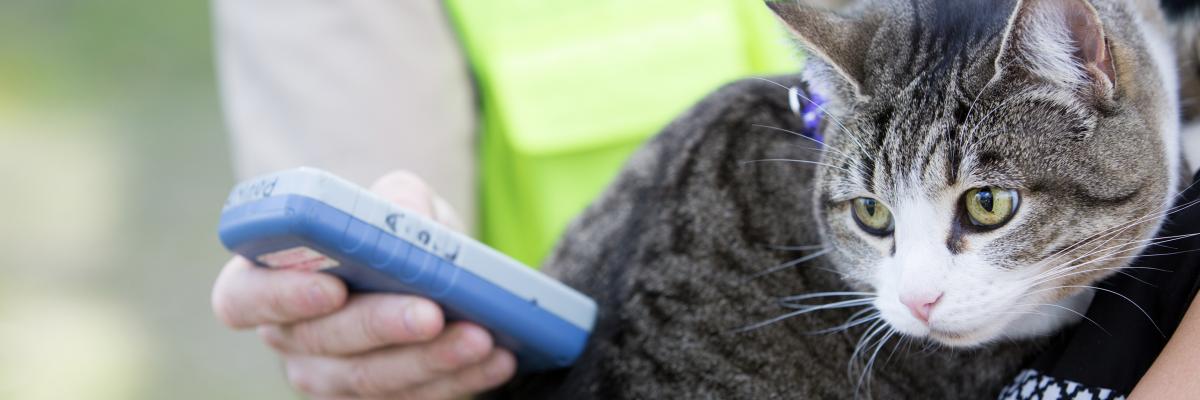City takes steps to manage cats