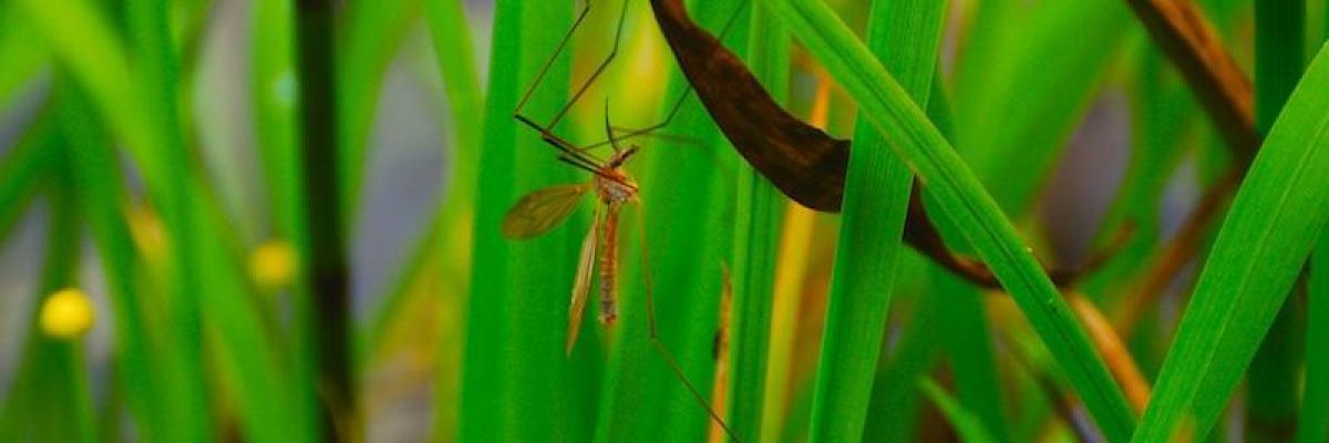 Mosquito on reed