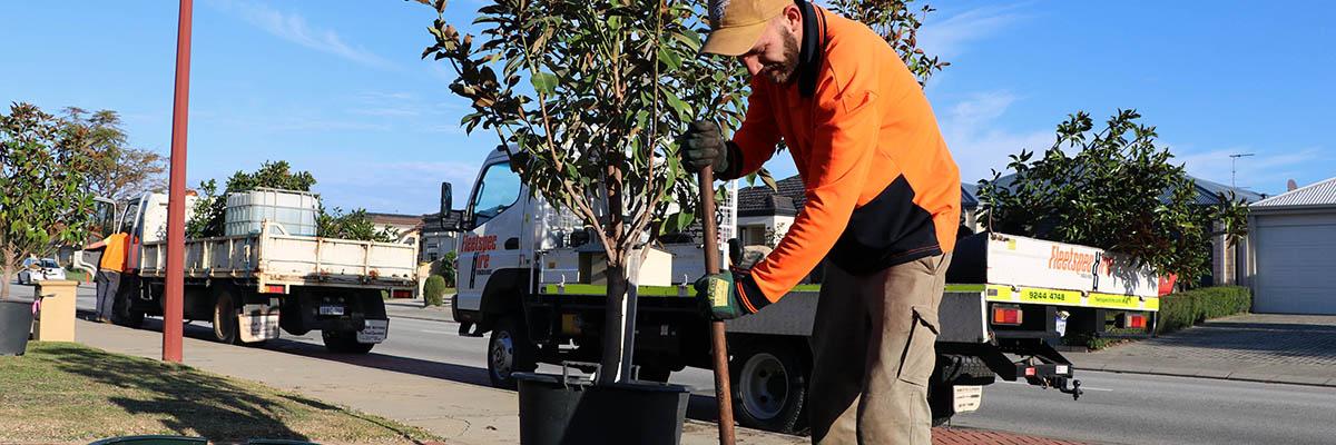 Tree planting in Canning Vale.JPG
