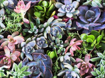 A mass of various small succulent plants