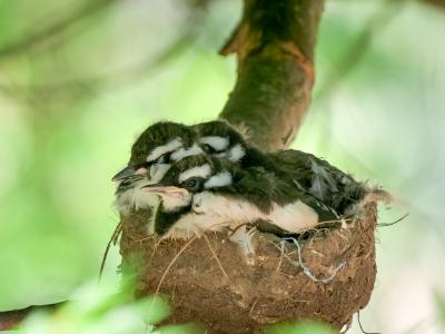 Baby Magpies