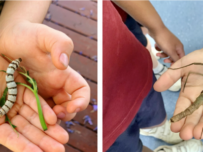 Children's hands holding insects.