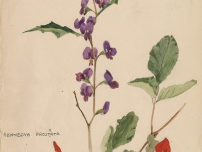 Watercolour painting of purple flowering Hovea and red flowering Kennedya