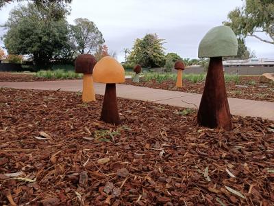 Ashford Park mushrooms