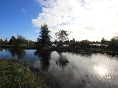 Tom Bateman Reserve wetlands