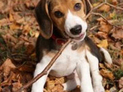 A beagle puppy holding a stick in its mouth