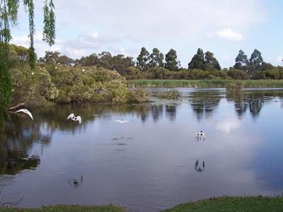 Mary Carroll Park wetland