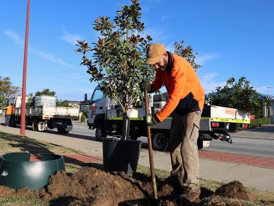 Tree planting in Canning Vale.JPG